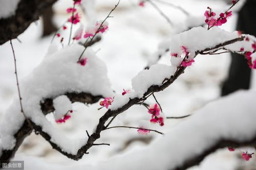 一生仅 雪梅 诗就留名千古,雪梅争春,自嘲有趣,让人称绝