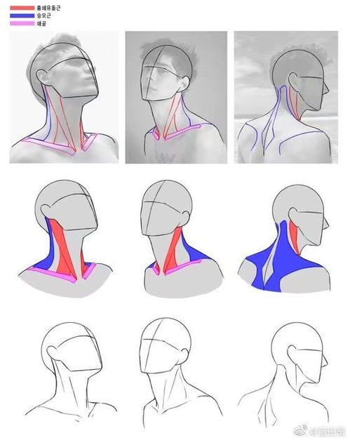 男性脖子 颈部结构关系 男生发型素材