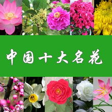 十大最漂亮的花卉,中国十大名花的排名~顺便把它们是草本还是木本也说下~谢谢