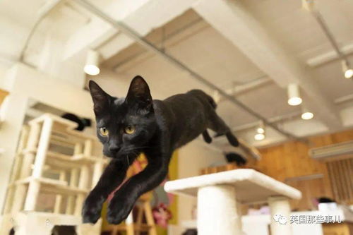 日本这家特别的猫咖收留各种被嫌弃的 黑煤球 ,画风也太霸气了