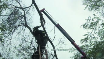 大连一男子上树锯树枝被卡主 消防动用吊臂救援