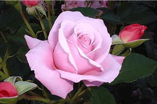 月季和粉玫瑰有什么区别？