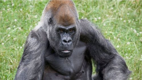 世界 最长寿 雄性猩猩死亡,去年曾感染新冠