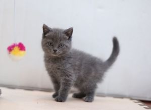 英短蓝猫的图片大全 31 爱宠网 