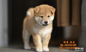 传奇名犬出售纯种日本柴犬 秋田幼犬 保纯种保健康 专业繁殖