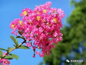 今天是你的生日,我的祖国 70种花卉祝福祖国