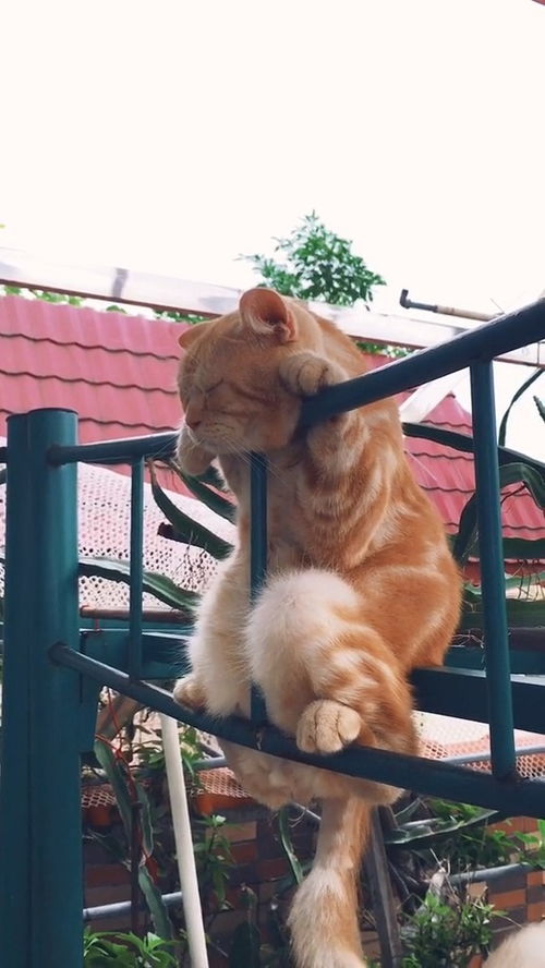 这橘猫是怎么爬上去的呢 萌宠 