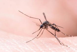 黑白腿黑蚊子是毒蚊子吗 