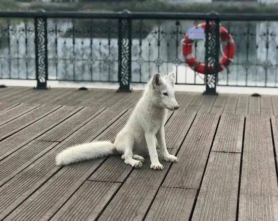一只白狐现身金石滩地铁站