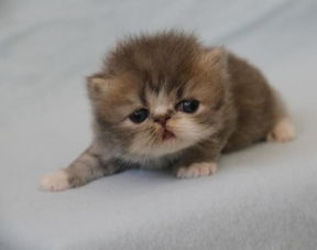 小猫出生15天眼睛流脓