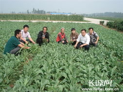 冀州60名大学生村官种实验田为农民增收树样板 