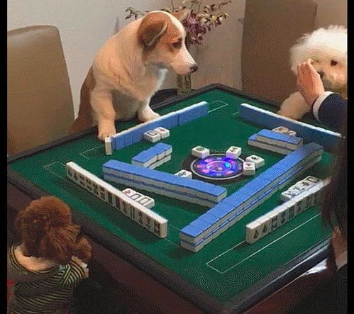 网友想打麻将,就让家里的3只狗陪自己打,狗 欺负我们不会玩