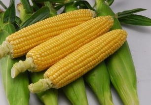 水果玉米、甜玉米是不是转基因,都乐水果型玉米是不是转基因？