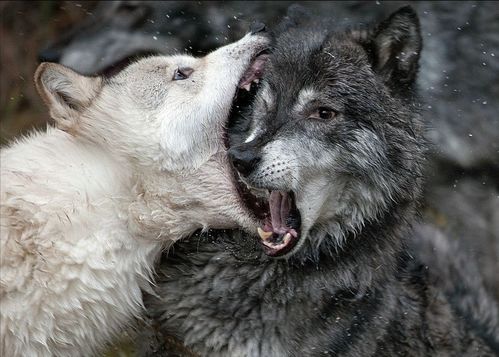 以家庭为单位的狼群中,低级狼并无交配权,如何繁衍自己的后代