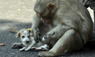 印度一只猴救了一只狗,上演猴狗不分离的亲情故事