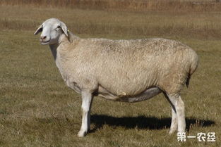 提高母羊产羔率的饲养管理要点