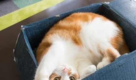 为什么猫喜欢箱子这样狭小的地方 这5种心理,养猫的人要知道