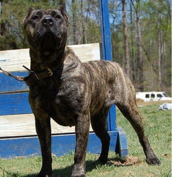 世界最凶猛犬之一西班牙加纳利犬图片 