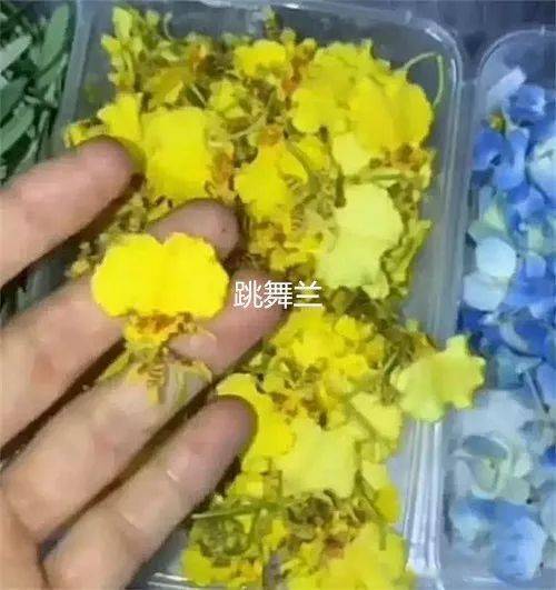 20种盘饰摆设方法,让你的出品更加悦目 附花草名称