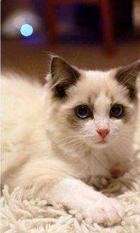 布偶猫是不是一生下来就是蓝眼精 