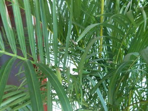 凤尾竹每天往叶片喷水会烂根吗？