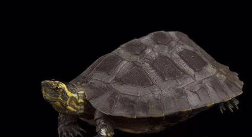 龟的主要器官还有它们的生理功能 进化 