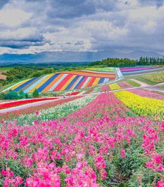 日本景点 世界上最美的七彩色 地毯 北海道旅游绝对不能错过