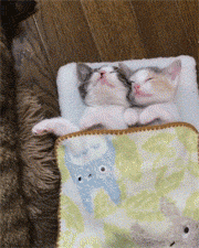 猫爸搂着猫妈在睡觉,边上两只小奶猫还盖着被子在睡觉,简直.. 