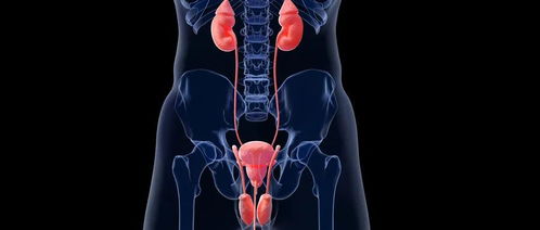 尿检发现上皮细胞增加,你的身体里到底有哪些 危险因素