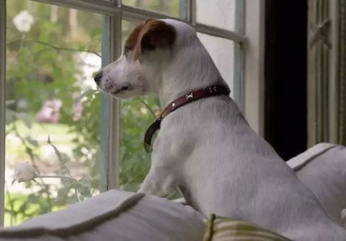 狗狗总是看着窗外,是想出去玩吗 不,很可能是患病了