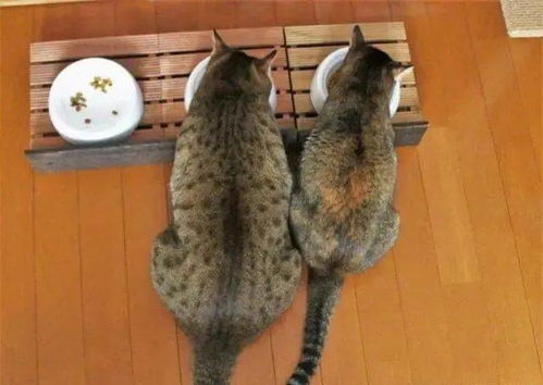 同一个猫妈,狸花猫长成 巨无霸 ,俩橘猫却瘦小 长反了吧