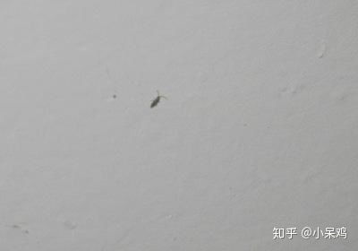 家里的墙壁上出现很多小虫子,如图,是什么虫 如何消除 