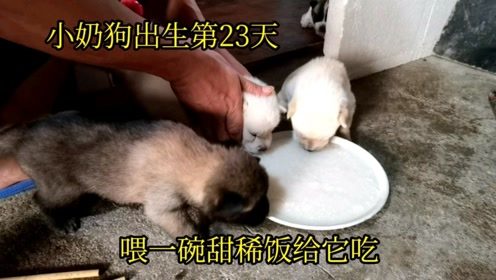 小奶狗出生第23天,喂一碗甜稀饭给它们吃,看看他们胃口怎么样