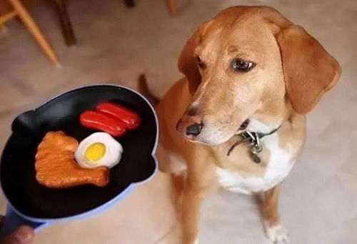 养狗须知 这7种 人食 为什么不适合狗狗吃 这些危害,你真的清楚吗