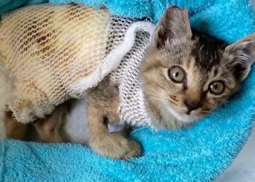 女子花2万为猫移植鱼皮被网暴,当事人 起初不知道治疗费这么高,但救治了一半不可能放弃