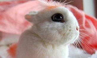 海棠兔生活环境