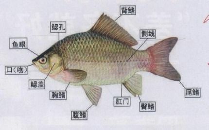 鱼的主要特征