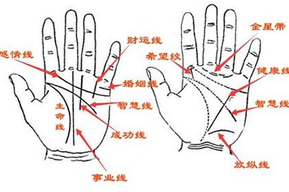 你能从手相中看出你的未来吗