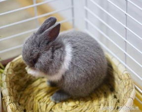 饲养兔子的几种兔常见病应急的土方治疗办法 