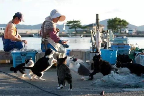 在日本这个地方不能养狗