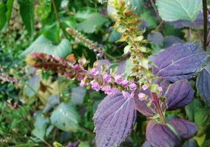 和紫苏叶子差不多,接的种子和紫苏大很多是什么植物 