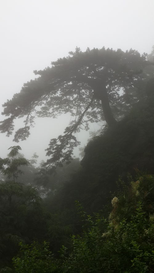 泰山登山游记请 老师 指点一下