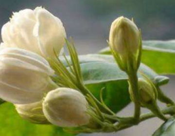 茉莉花 木樨科素馨属灌木植物 