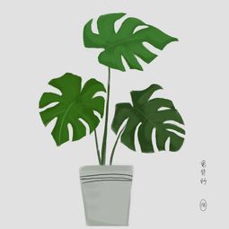 植物插画练习