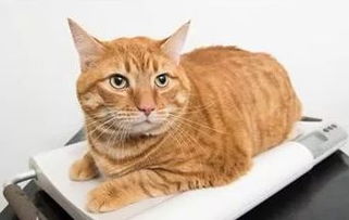 英国举办的宠物减肥大赛,其他毛孩子都瘦了,却唯独橘猫瘦不了