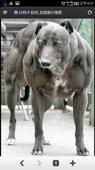 有种很大全身肌肉得黑狗叫什么名字 