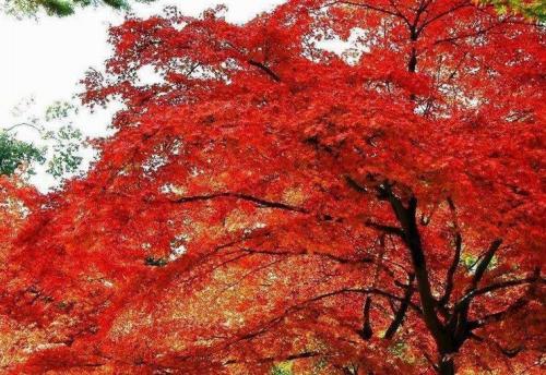 香山红叶是什么树 植物名 