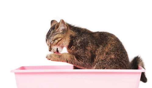 一网打尽所有猫咪问题行为,乱叫乱尿挠沙发,统统都可以解决