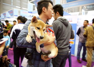深圳国际宠物展
