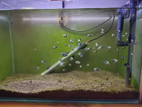 鱼缸水困时间长了能养花吗
